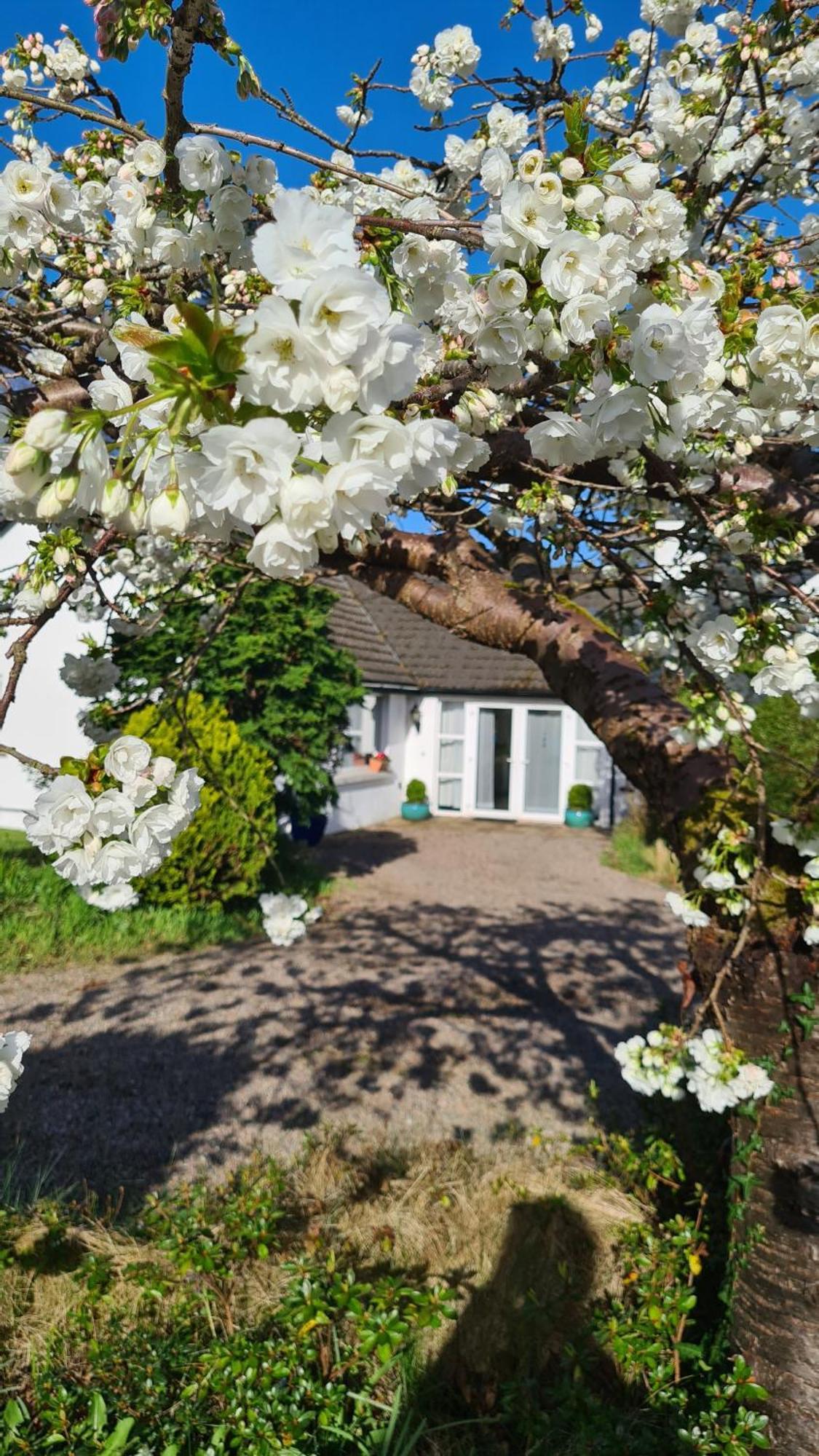 Apartament Nara Seaside Retreat Cultra Zewnętrze zdjęcie